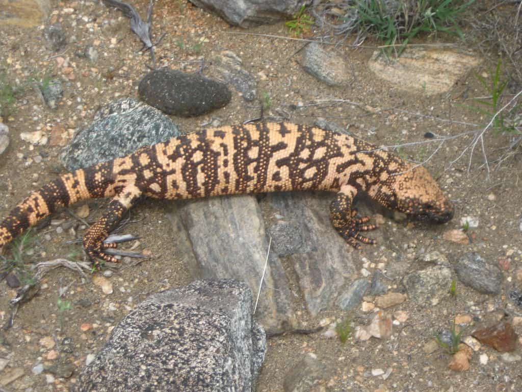 A reticulated Gila monster (Heloderma suspectum suspectum), a subspecies of Gila monster, photographed at Gladys Porter Zoo in Brownsville, Texas PHOTOGRAPH BY JOEL SARTORE, NATIONAL GEOGRAPHIC PHOTO ARK