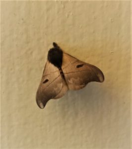 Hylesia teratex, a moth in the Saturniid family © Johanne Ryan
