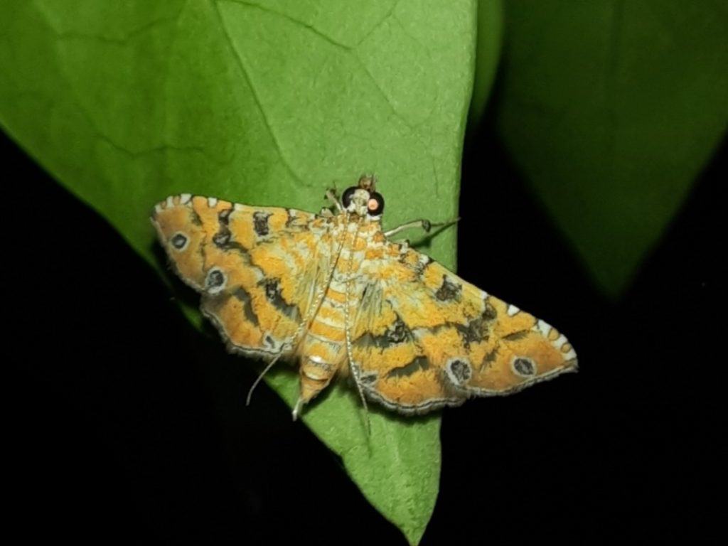 An Orange Silver-Spot moth (Ommatospila narcaeusalis) recorded on Chacachacare island.  Another observation shared on iNaturalist. © Rainer Deo