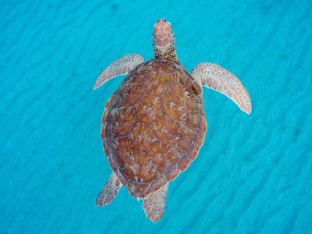 ●	Green 2 - a juvenile green turtle swimming offshore Curacao in 2017 (Photo by Ryan P. Mannette)