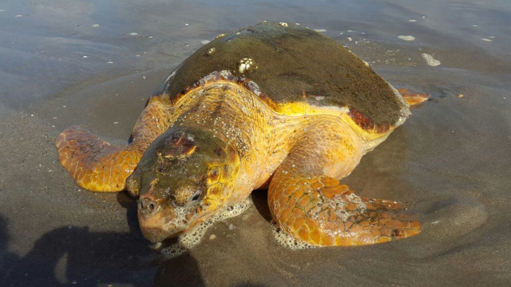 Loggerhead 1 or 2 - A sub-adult loggerhead that stranded on Manzanilla beach in 2017. It was successfully rehabilitated and released. (Photo by Ryan P. Mannette)