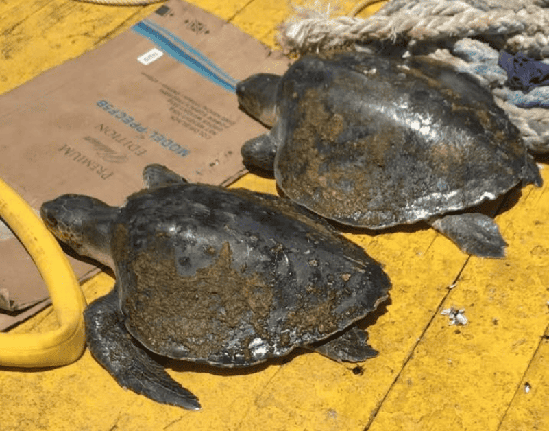 Olive Ridley 1 - Two Olive RIdleys that were found entangled in fishing gear off southeast Trinidad in 2019. They were successfully released. Photo and sighting reported by Keane Goolcharan.