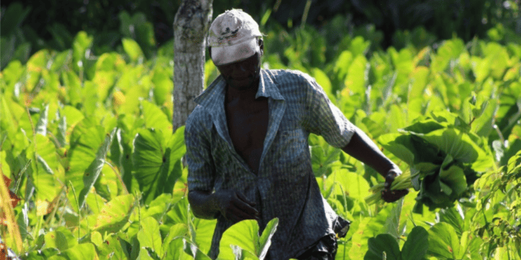 Sustainable Agriculture – The Anti-Hero Trinidad and Tobago Needs