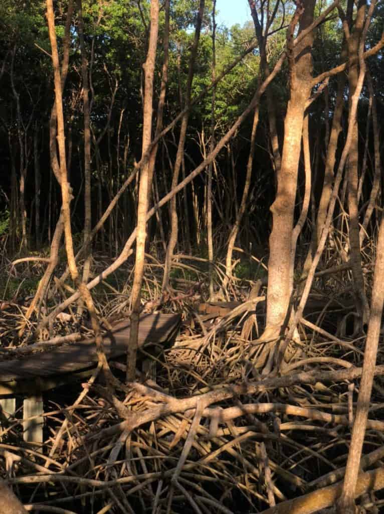 fallen mangrove trees