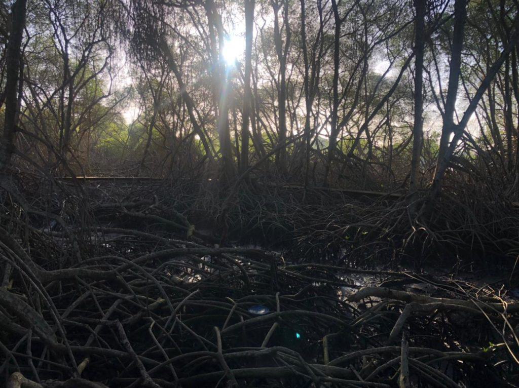 fallen mangrove branches on the dark forest floor