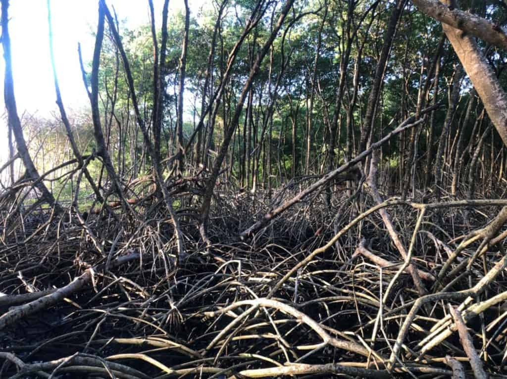 flattened mangrove