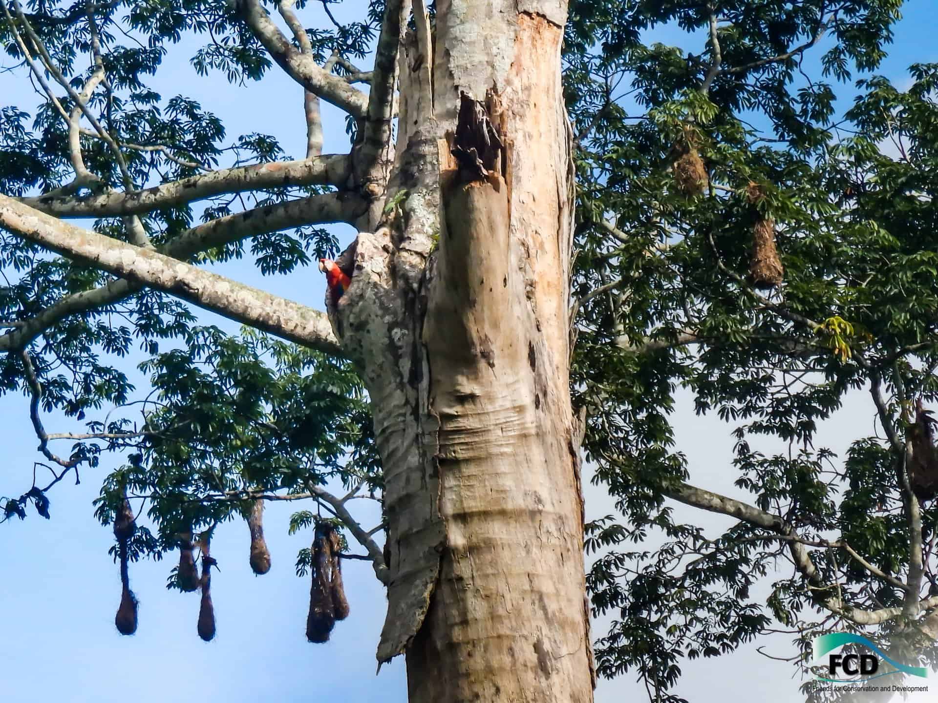 Protecting Belize S Scarlet Macaws Cari Bois Environmental News Network Photo Inspiration